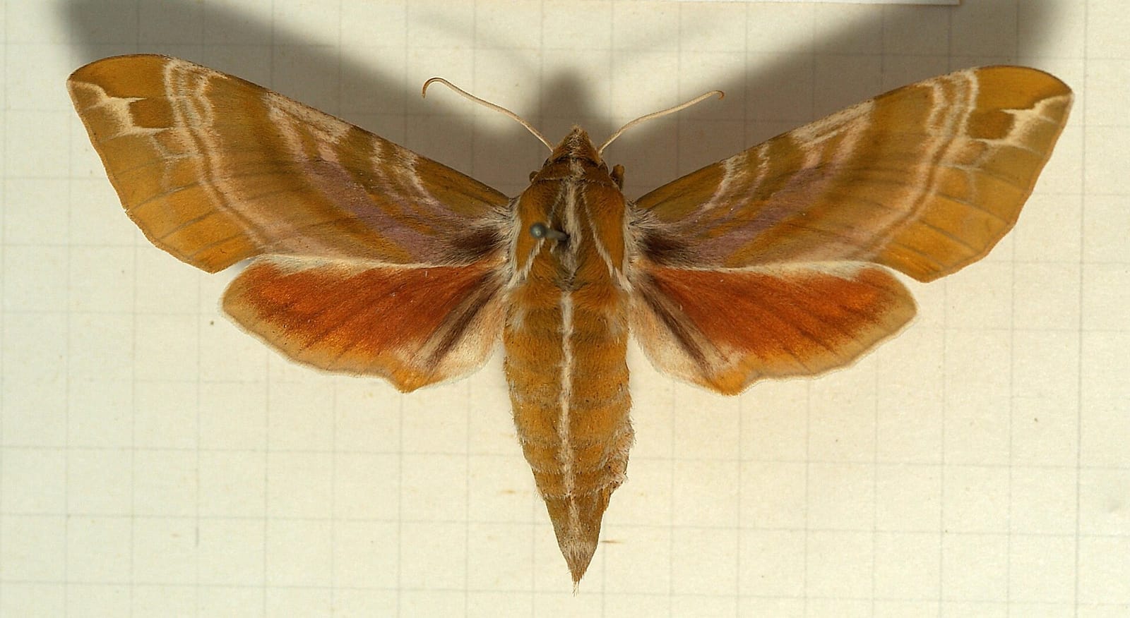 Photo of Hydrangea sphinx moth